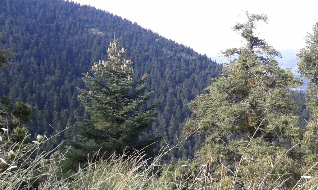 Archontiko Nikolopoulou Otel Vytina Dış mekan fotoğraf